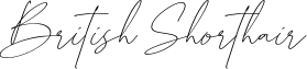 British Shorthair Font